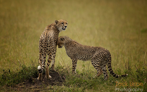 Mom and Child Cheetah
