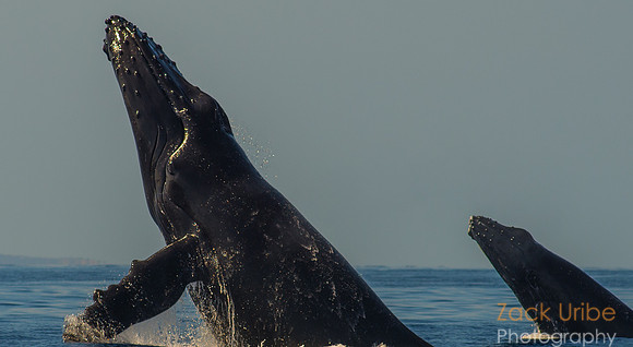Mother and Calf Breach