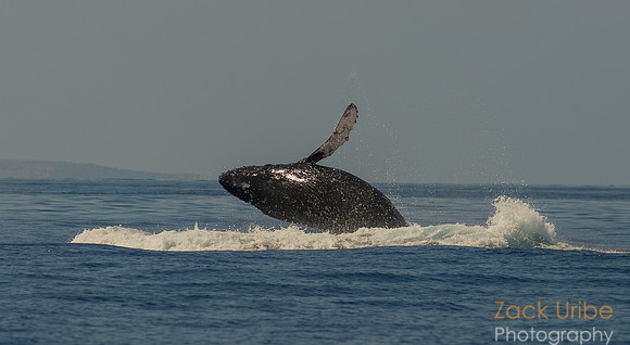Calf breach
