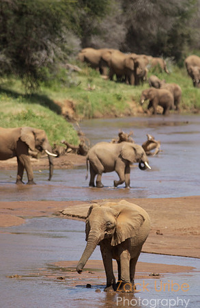 Elephant Crossing