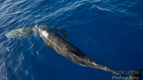 Dolphin starting to blow