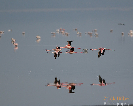 Flamingo Flight