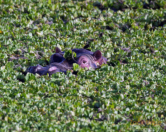 Hiding Hippo