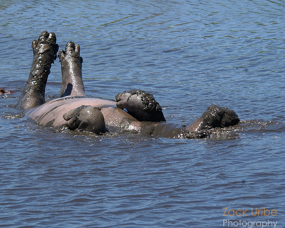Rolling Hippo