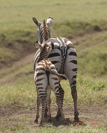 Mom and Baby Zebra
