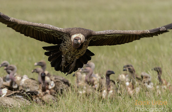 Vulture