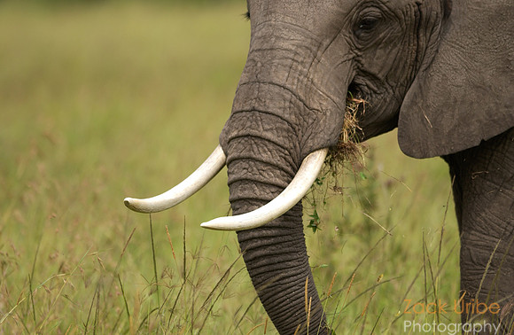 Tusks