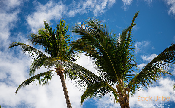PalmTrees and clouds