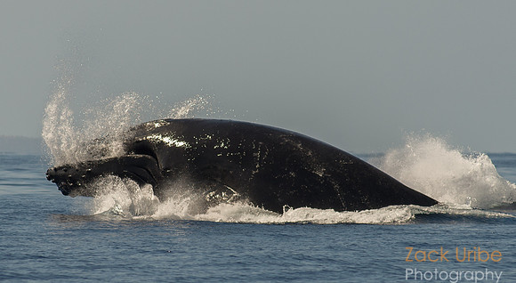 Mother whale with water coming out of mouth during breach