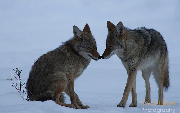 Coyote Kiss