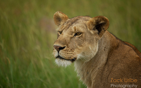 Lioness