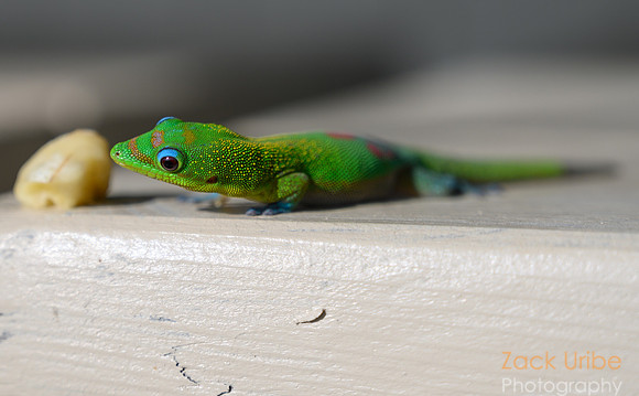 Green Gecko checking out a Banana on the Lanai