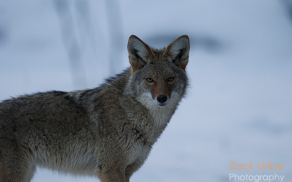 Lone Coyote