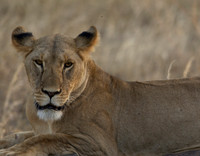 Lions