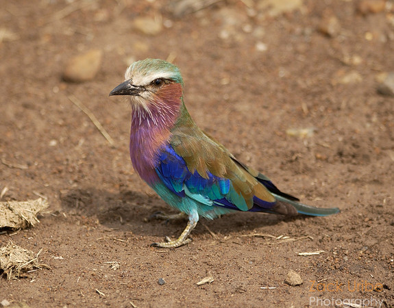 Colorful Bird