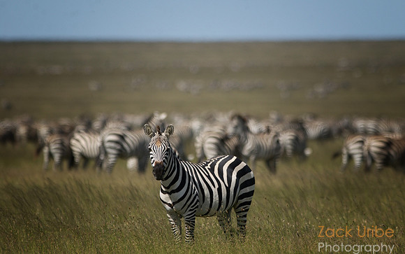 Zebras Serengeti