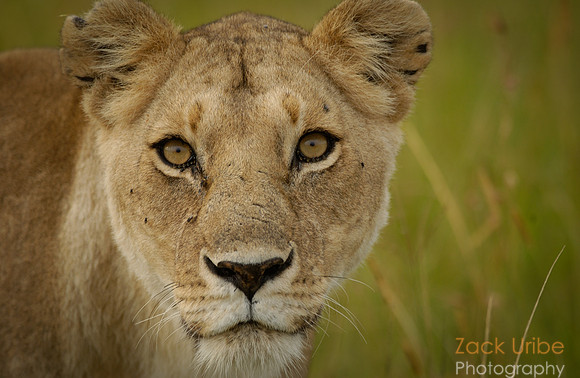 Lioness Stare