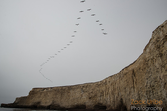 Brown Pelicans fly over Davenport Cliff on the California coast