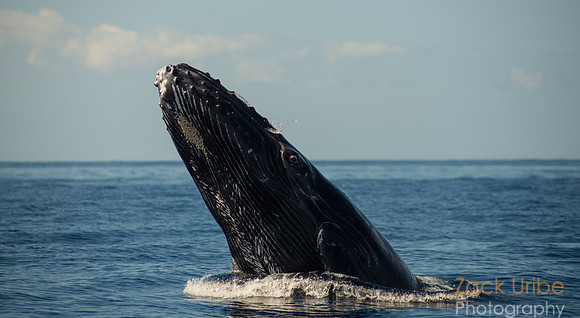 Spy hop by mother whale