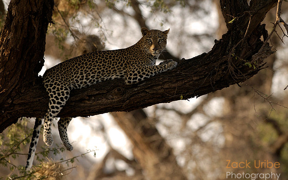 Leopard