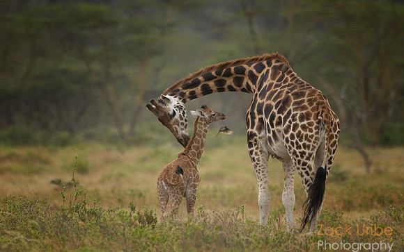 Giraffes