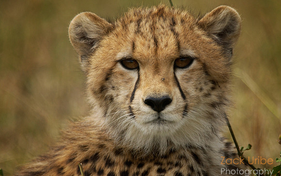Baby Cheetah Face