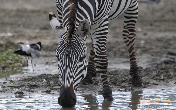 Zebra Drinking